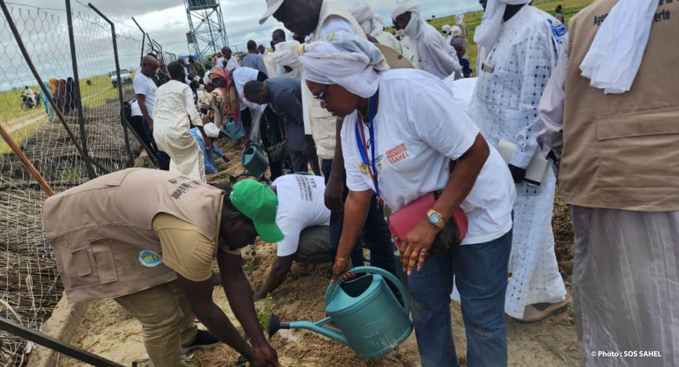 TCHAD : Plus de 22 000 plants ont été mis à terre à Salal dans le nord du Barh el-Gazal par SOS SAHEL et l’Agence de la Grande Muraille Verte.