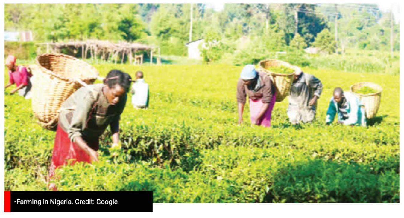 NIGERIA : Bauchi climate action group trains women in gardening