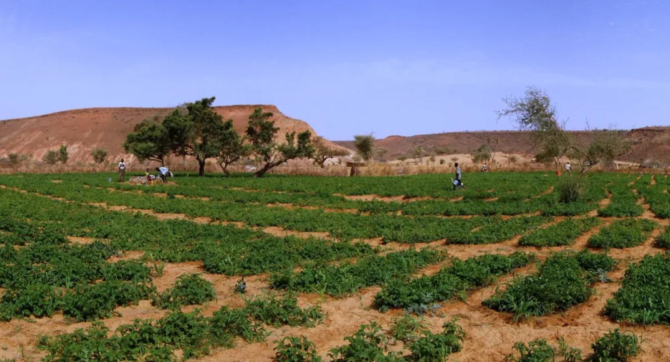 L’AFD soutient SWISSAID au Niger à hauteur de 3 millions d’euros sur un projet de la GMV