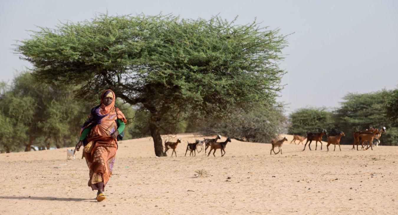 Rendre au désert mauritanien ce qu’il a donné