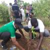 Journée de reboisement dans la forêt classée de Koulouba au MALI