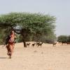 Rendre au désert mauritanien ce qu’il a donné